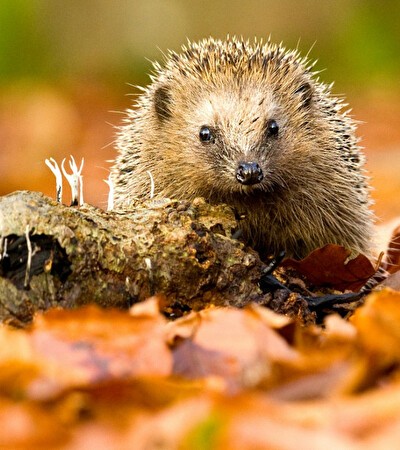 Herfst Deal